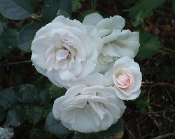 Aspirin�-Rose