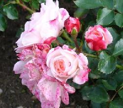 Rosenstadt Freising�