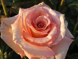 Scent-Sation�
